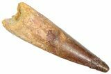 Fossil Spinosaurus Tooth - Real Dinosaur Tooth #357801-1